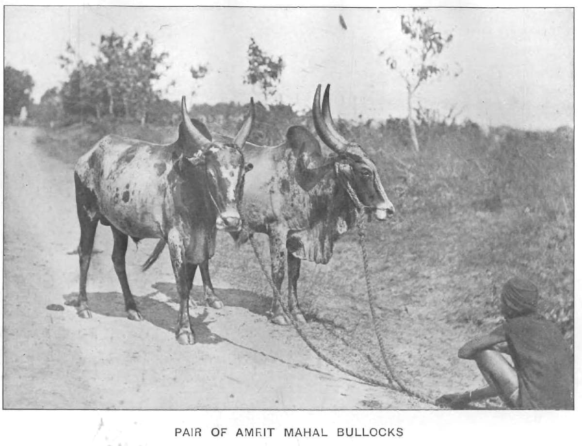 Amrit Mahal Bull — Heritage Breed, Karnataka