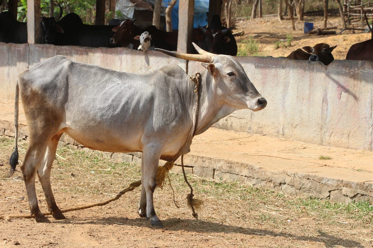 Amrit Mahal Bull — Heritage Breed, Karnataka 2