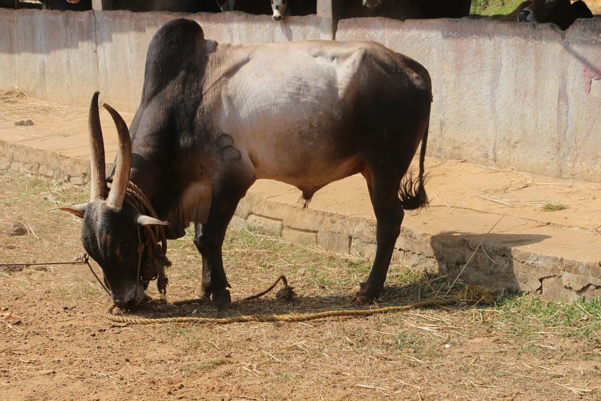 Amrit Mahal Bull — Heritage Breed, Karnataka 3