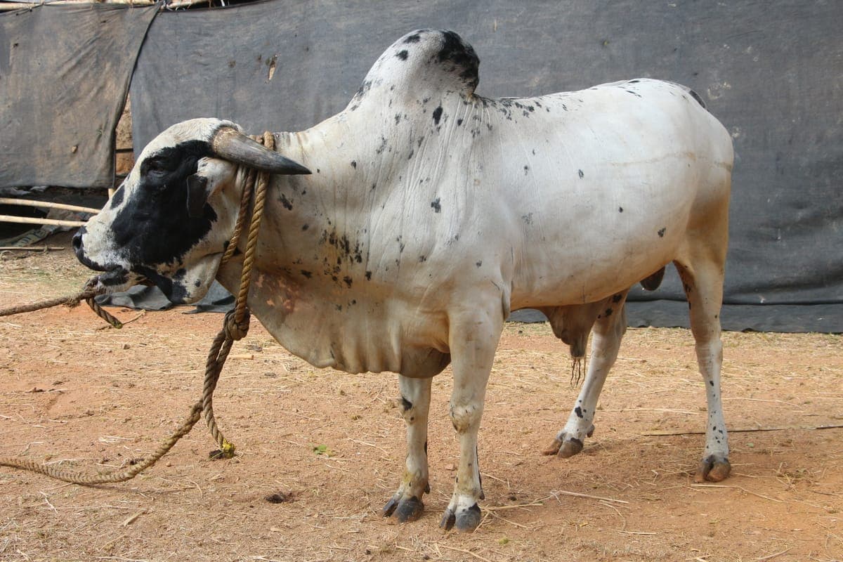 Dangi Cow — 5L/day, Hilly Terrain Adapted 2