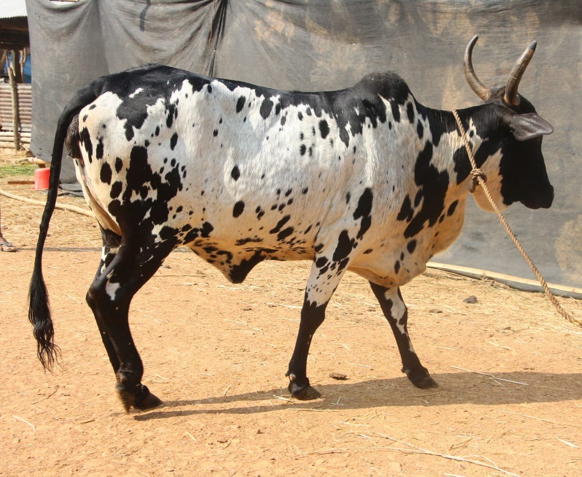 Dangi Cow — 5L/day, Hilly Terrain Adapted