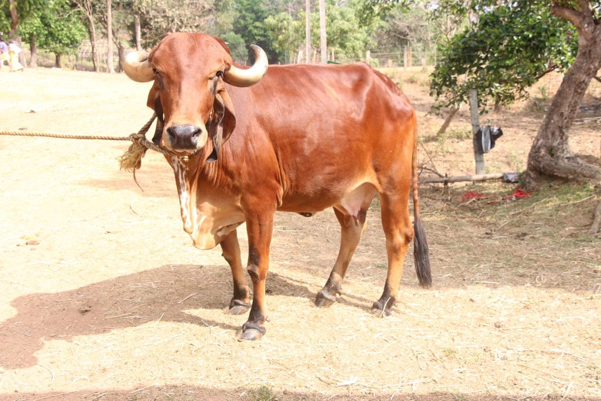 Premium Gir Cow — 14L/day Milk Yield