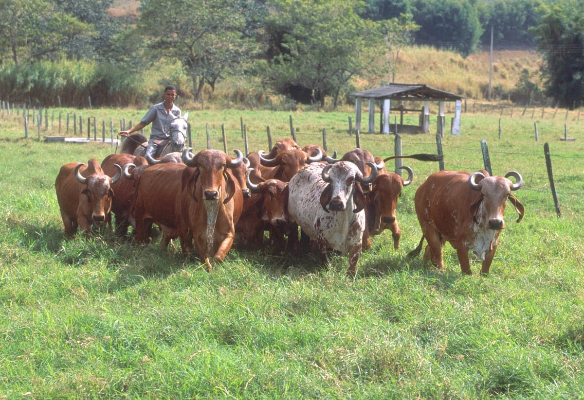 Premium Gir Cow — 14L/day Milk Yield 2