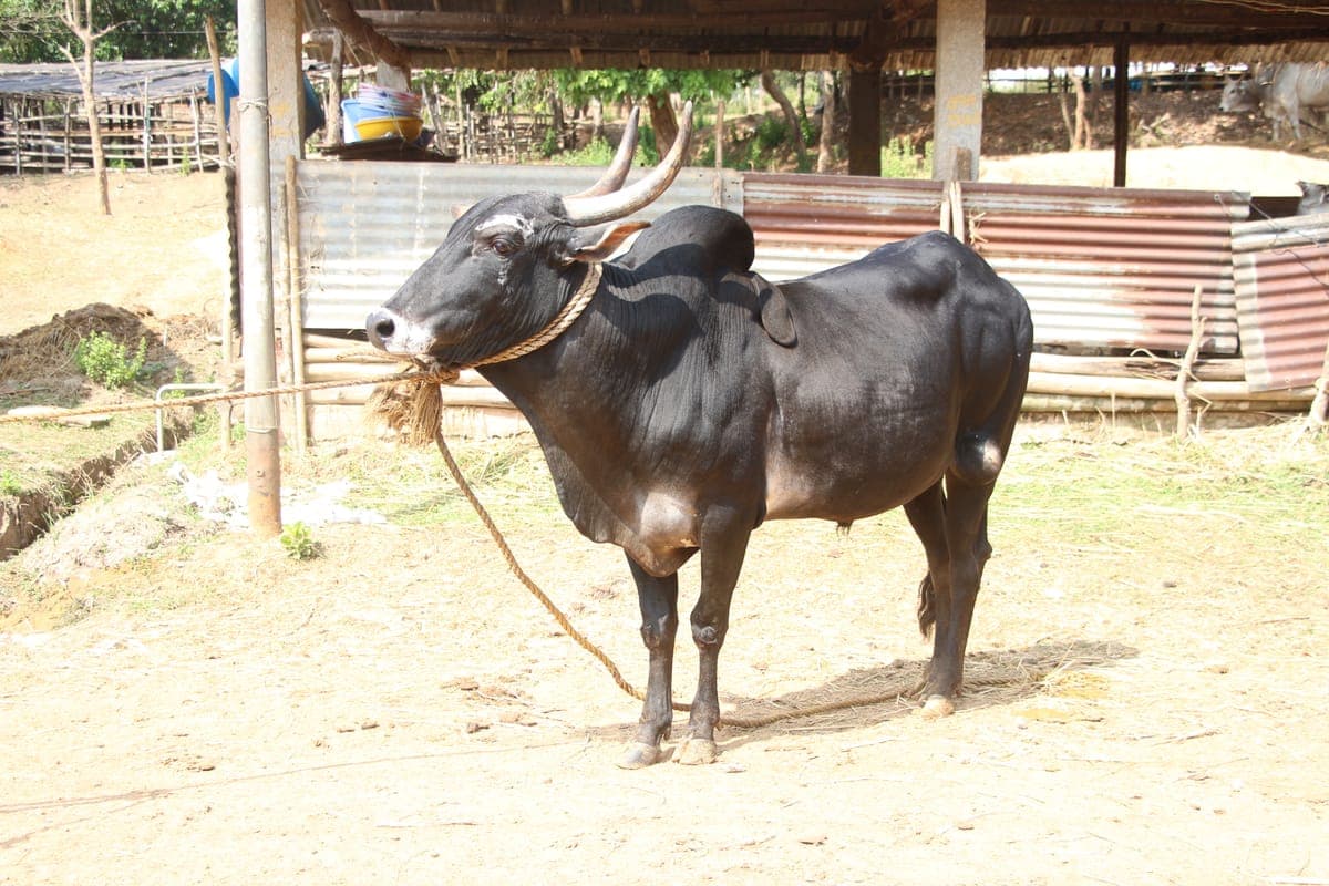 Hallikar Bull — Award Winning, Mysuru Karnataka