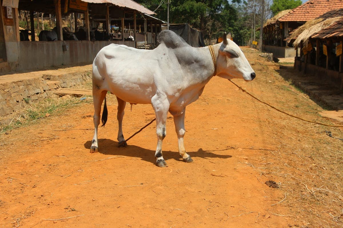 Nagori Bull — Farm Work & Breeding, Rajasthan 2