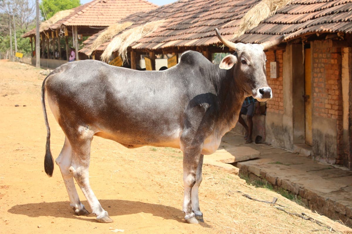 Bachaur Cow — Indigenous Bihar Breed, 6L/day