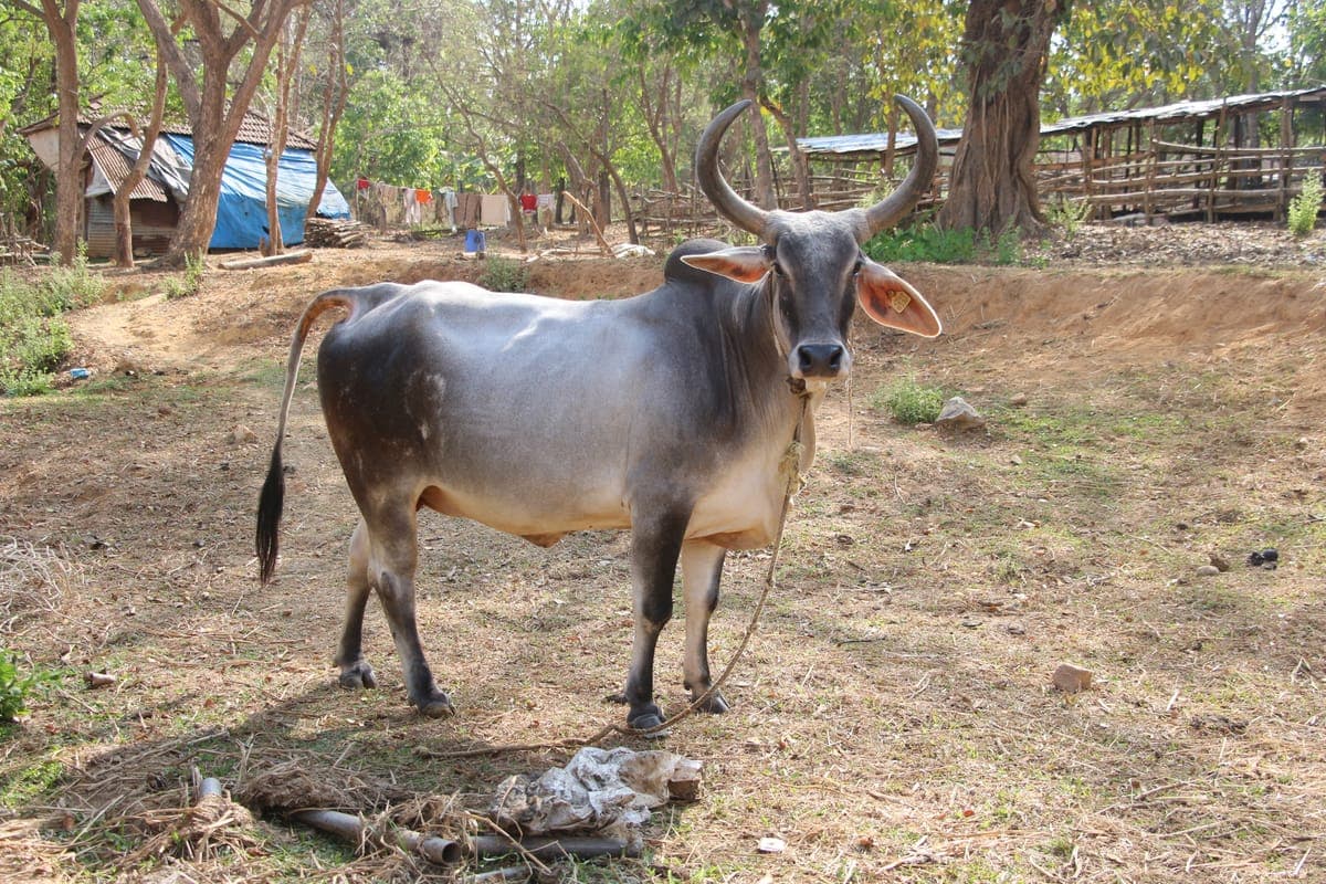 Kankrej Bull — Proven Sire, Strong Build