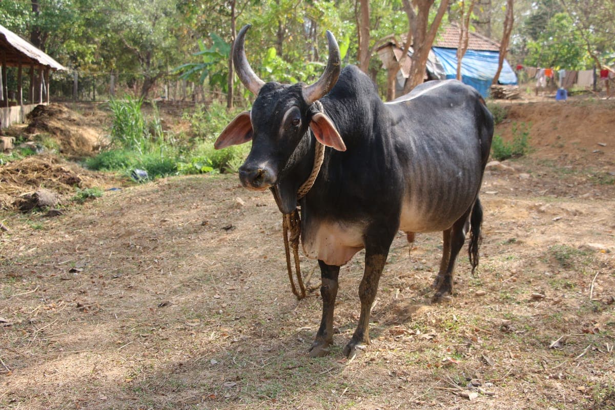 Kankrej Bull — Proven Sire, Strong Build 2
