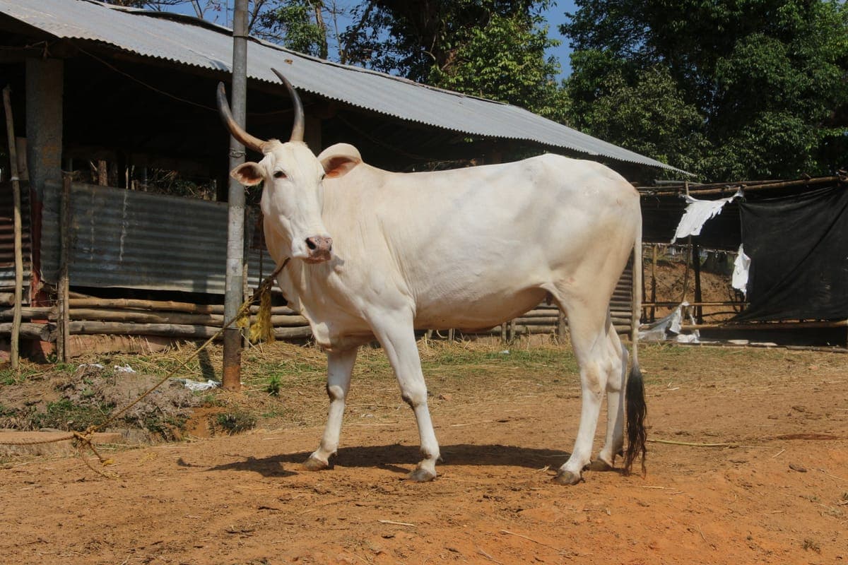 Khillari Bull — Fast, Enduring, Maharashtra