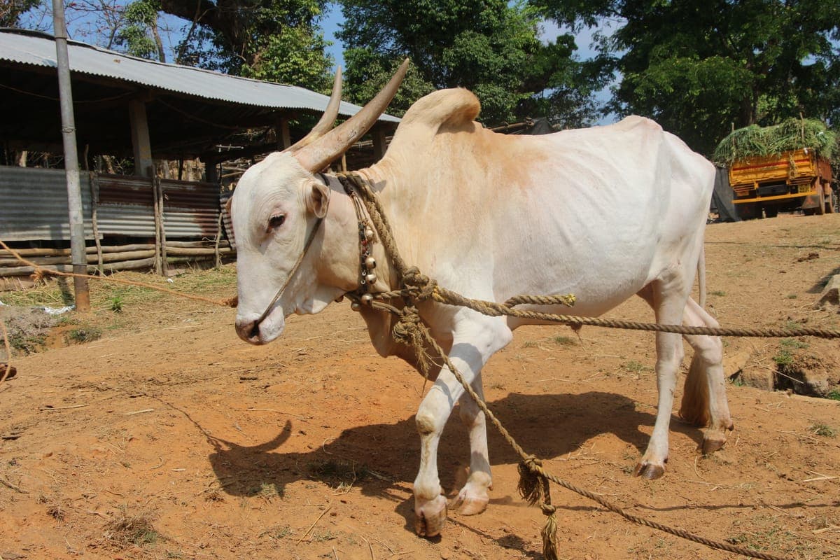 Khillari Bull — Fast, Enduring, Maharashtra 2