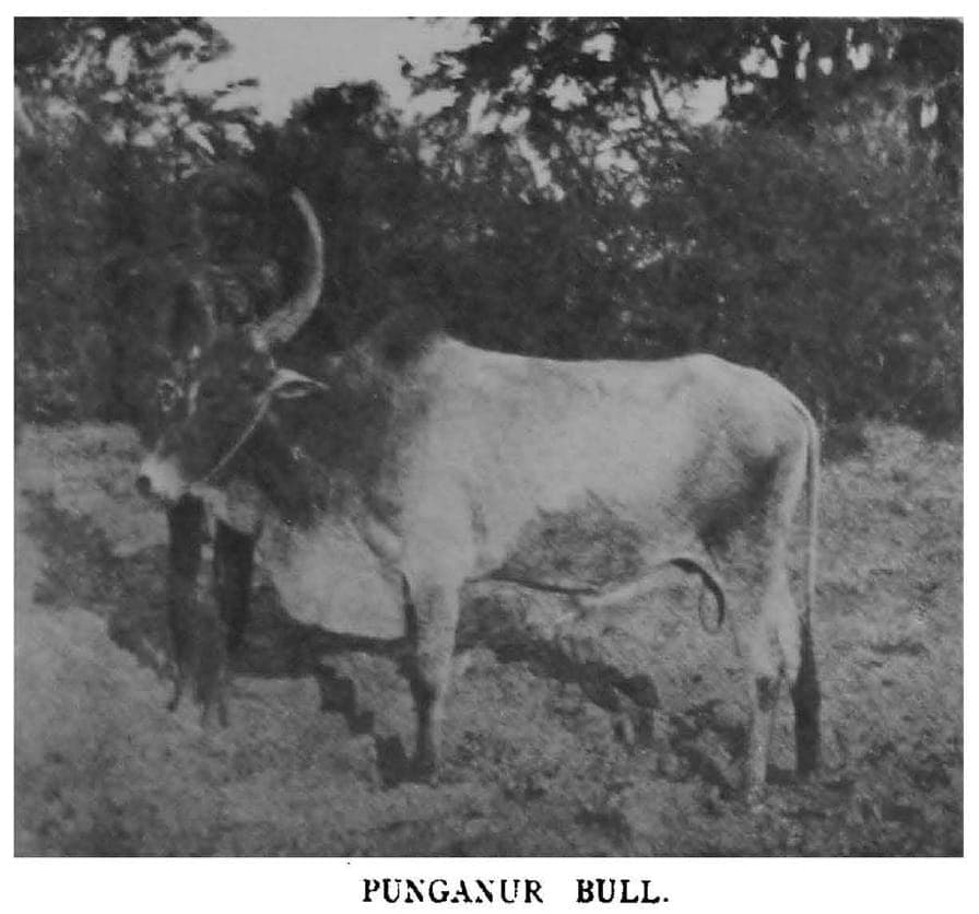 Punganur Cow — Rare Dwarf Breed, 3L High-Fat Milk 2