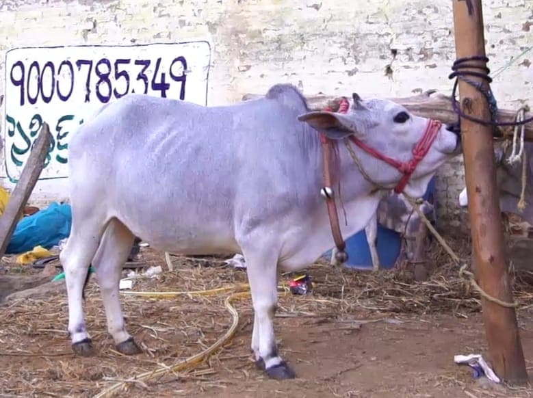 Punganur Cow — Rare Dwarf Breed, 3L High-Fat Milk