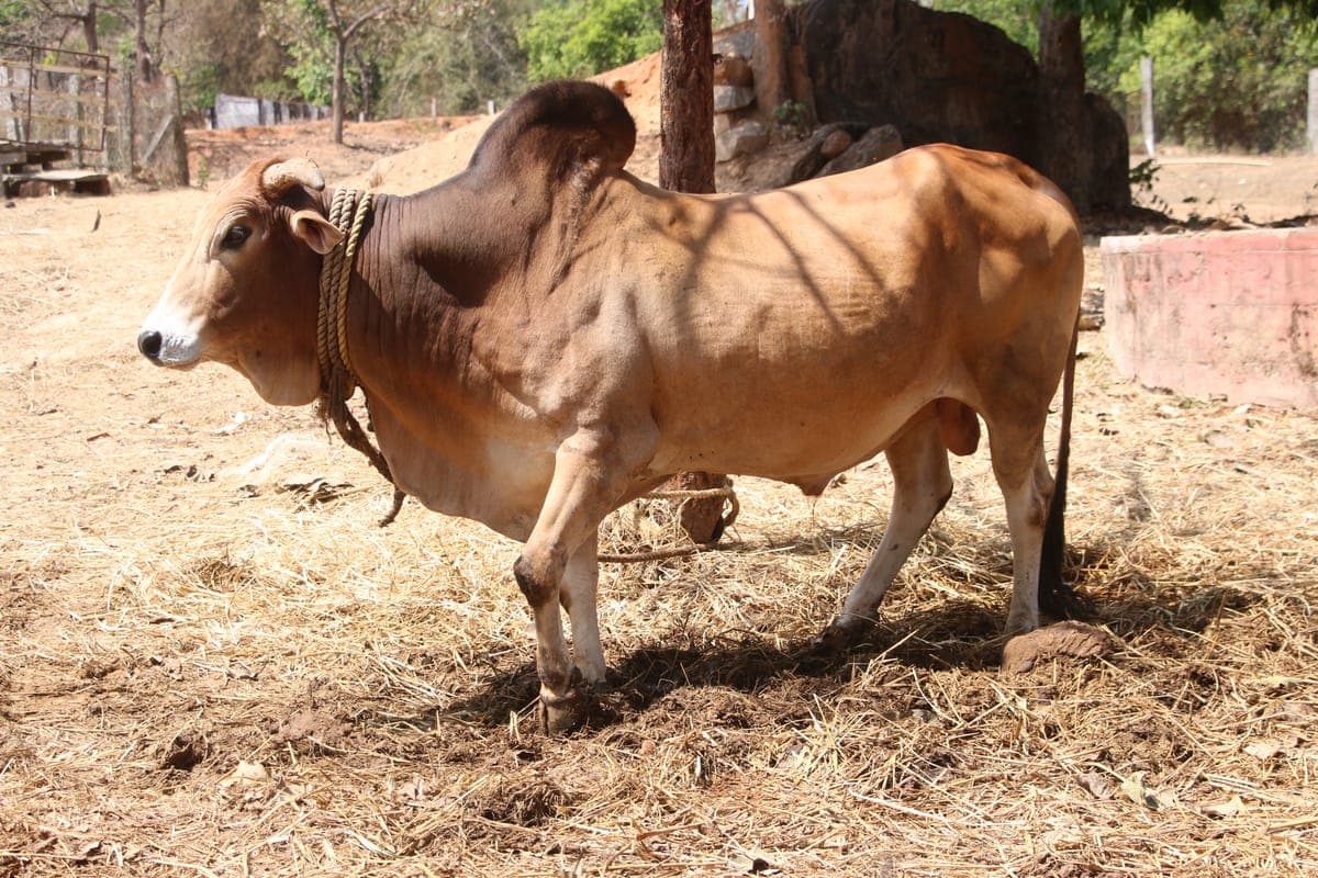 Nagori Bull — Farm Work & Breeding, Rajasthan