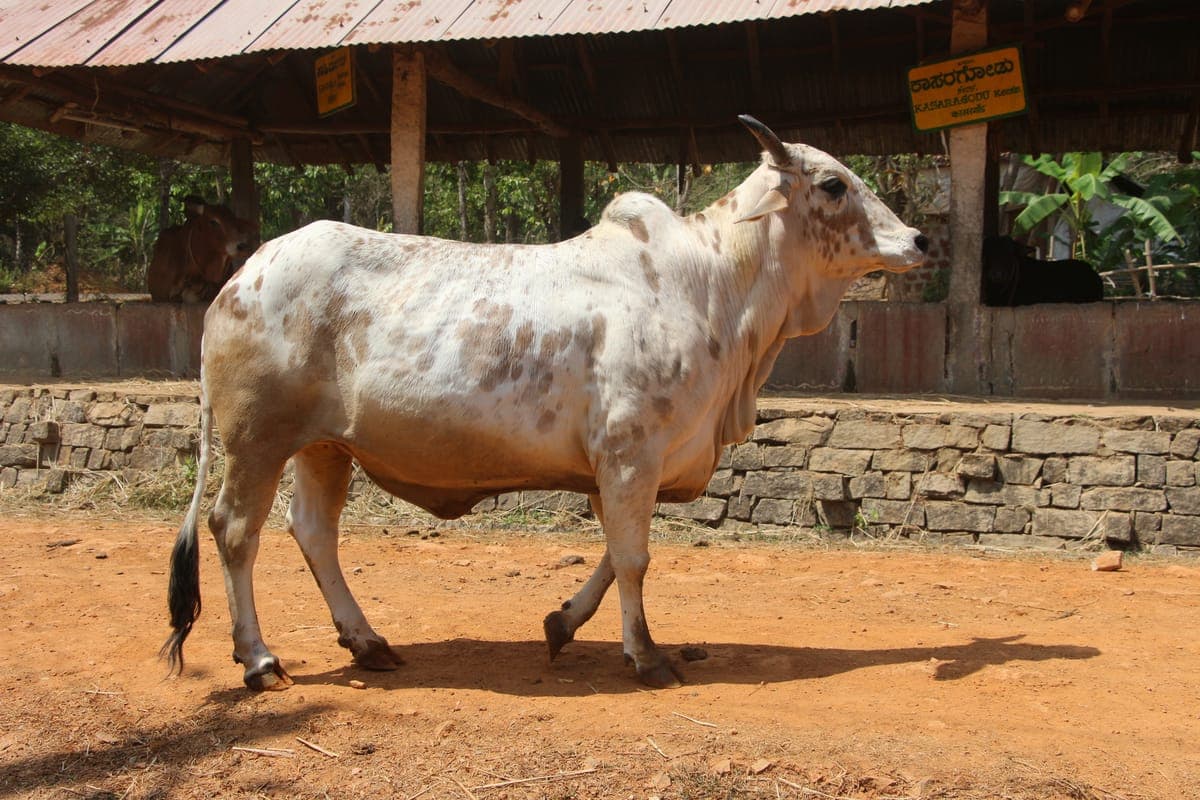 Rathi Cow — 2nd Lactation, 9L/day, Jodhpur