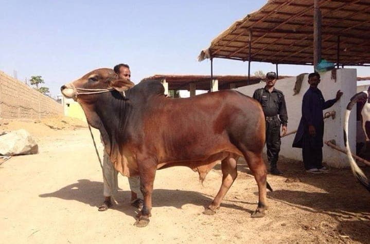Red Sindhi Cow — 11L/day, Heat Tolerant