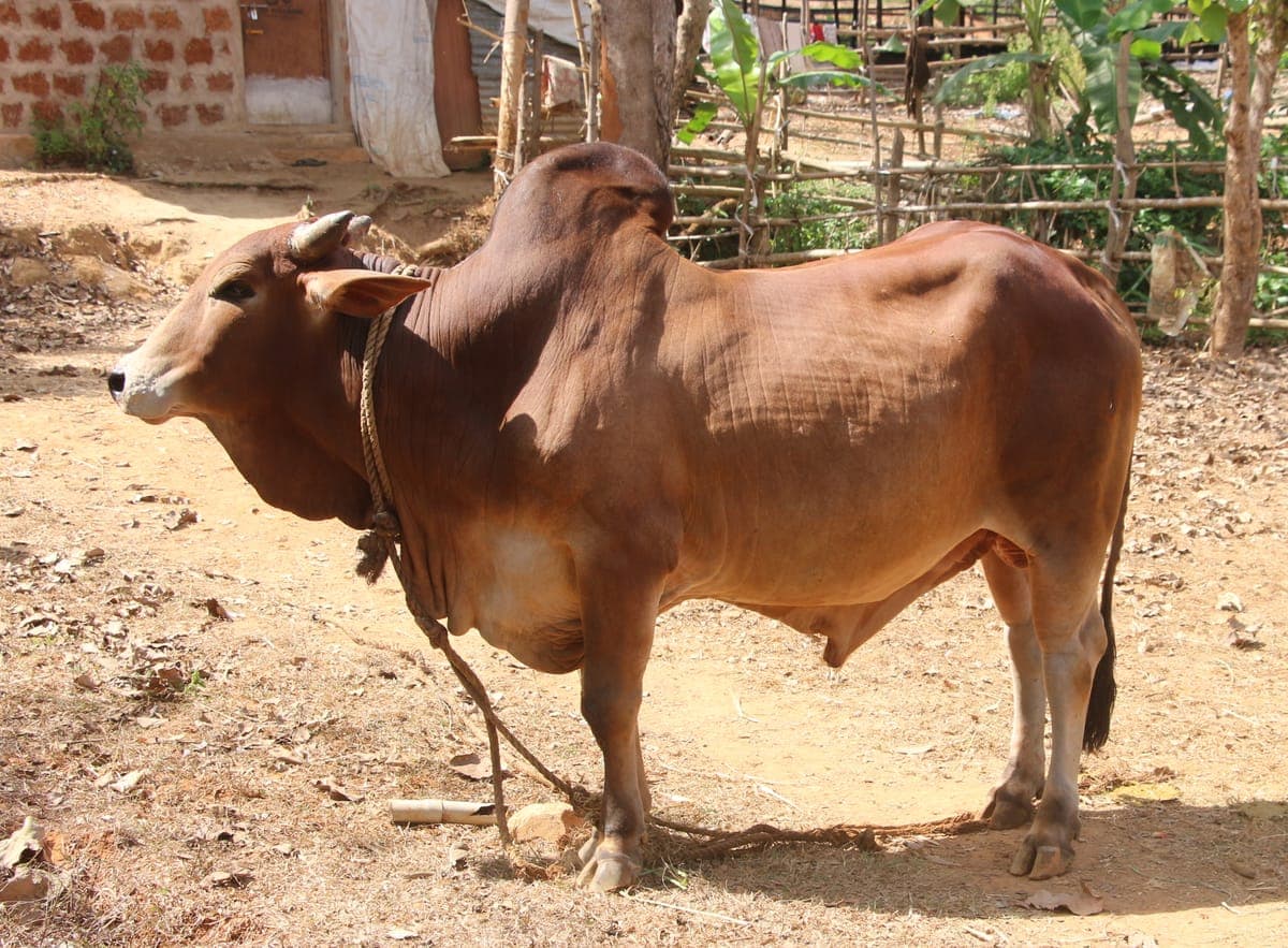 Sahiwal Heifer — 2 Years, Ready for Breeding