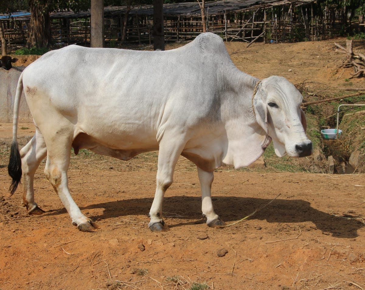 Tharparkar Cow — Desert Hardy, 10L/day
