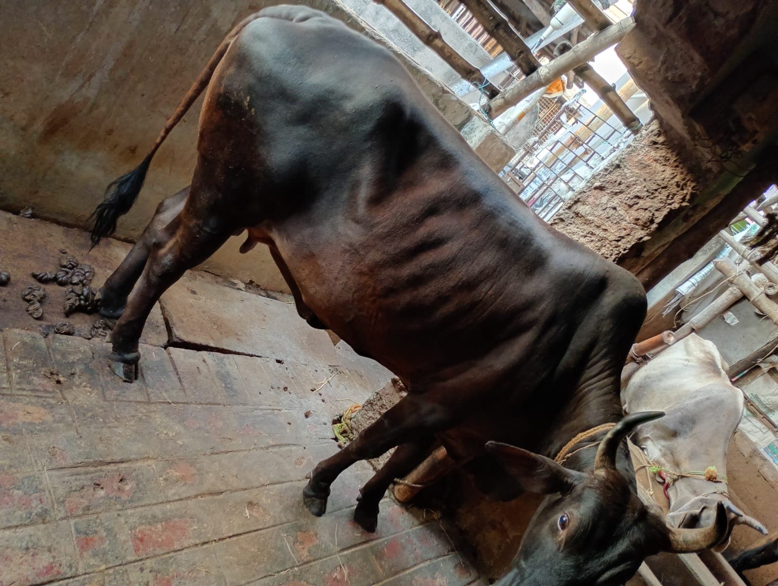 Local cow in North 24 Parganas, West Bengal — for sale on Go-LX