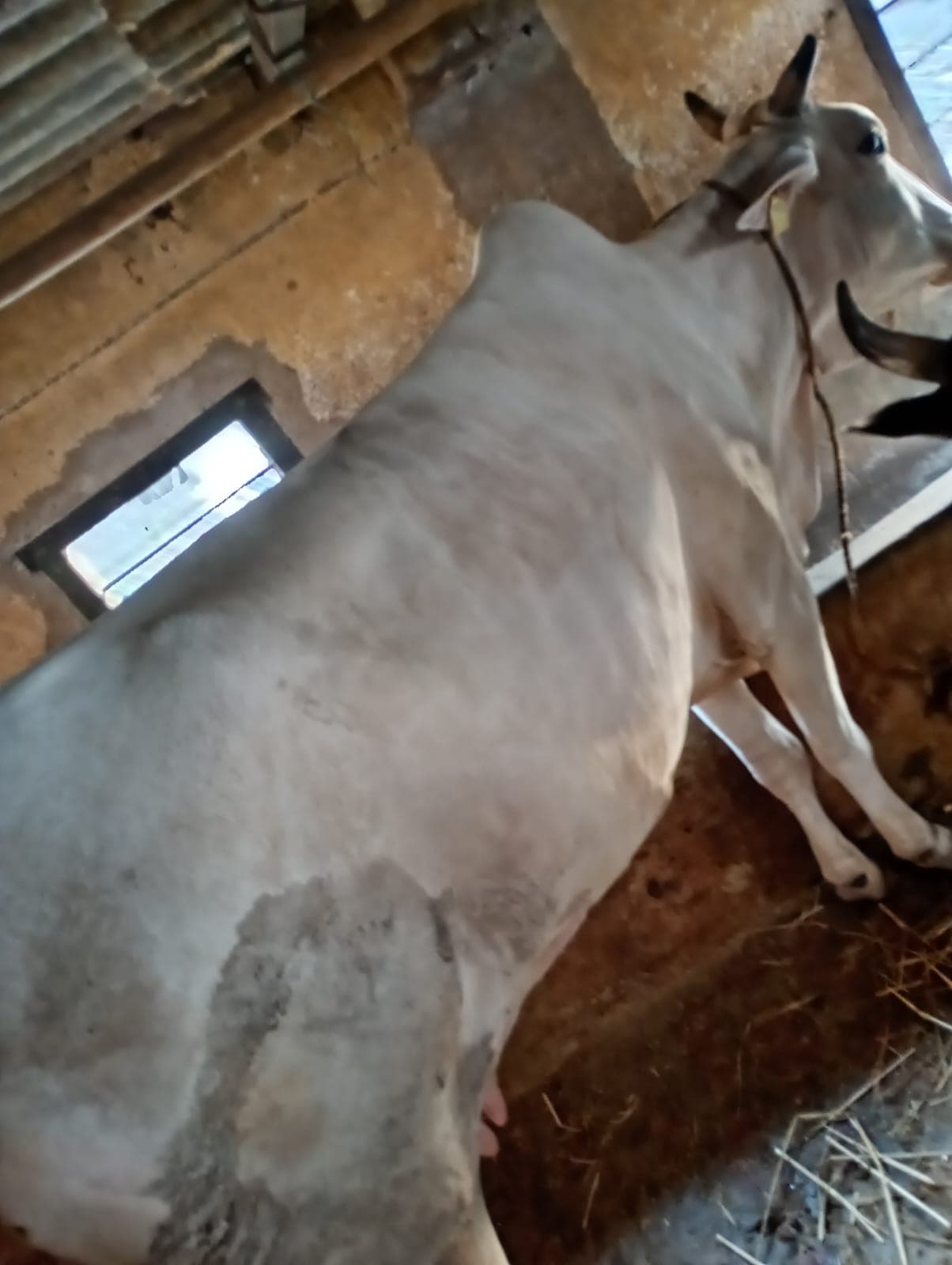 Jersey cow in North 24 Parganas, West Bengal — for sale on Go-LX