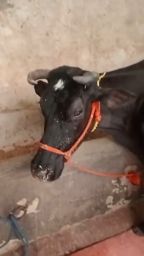 Jersey cow in Ghaziabad, Uttar Pradesh — for sale on Go-LX