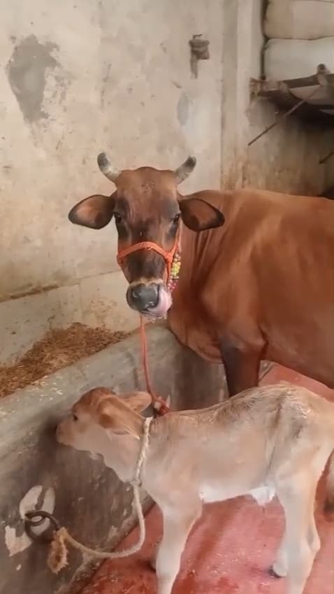 Healthy Sindhi Cow