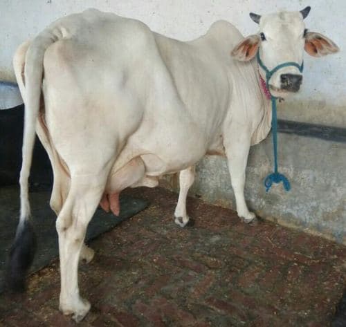 Gir cow in Gir Somnath, Gujarat — for sale on Go-LX