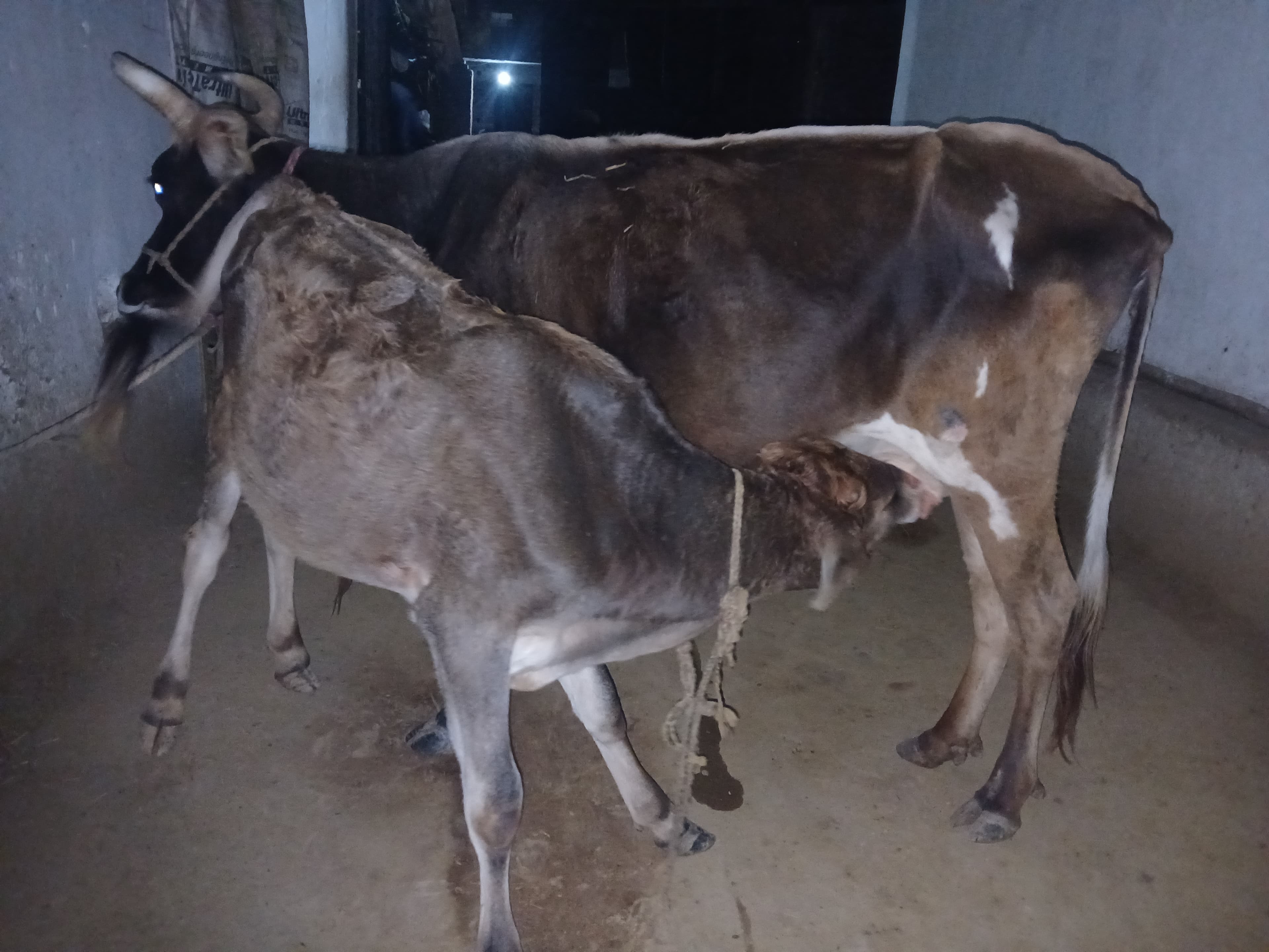 Jersey cow in Nagpur, Maharashtra — for sale on Go-LX