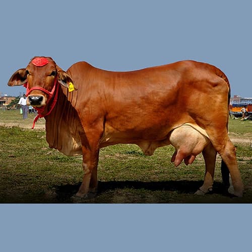 Sahiwal: India's Finest Dairy Breed