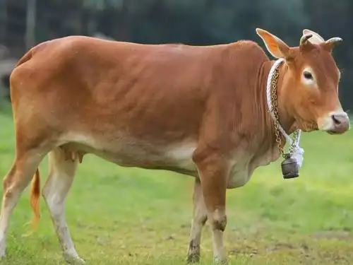 Vechur Cow: The World's Smallest Cattle Breed