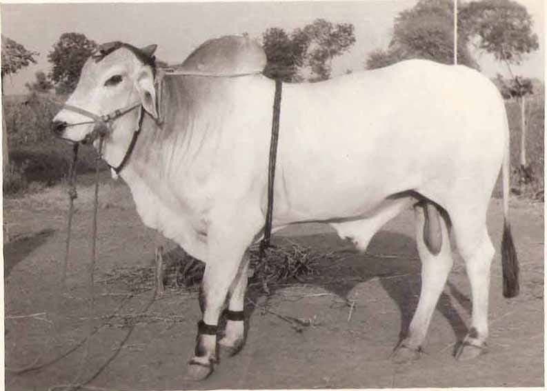 Ongole Bull — Purebred, 620kg, Guntur AP