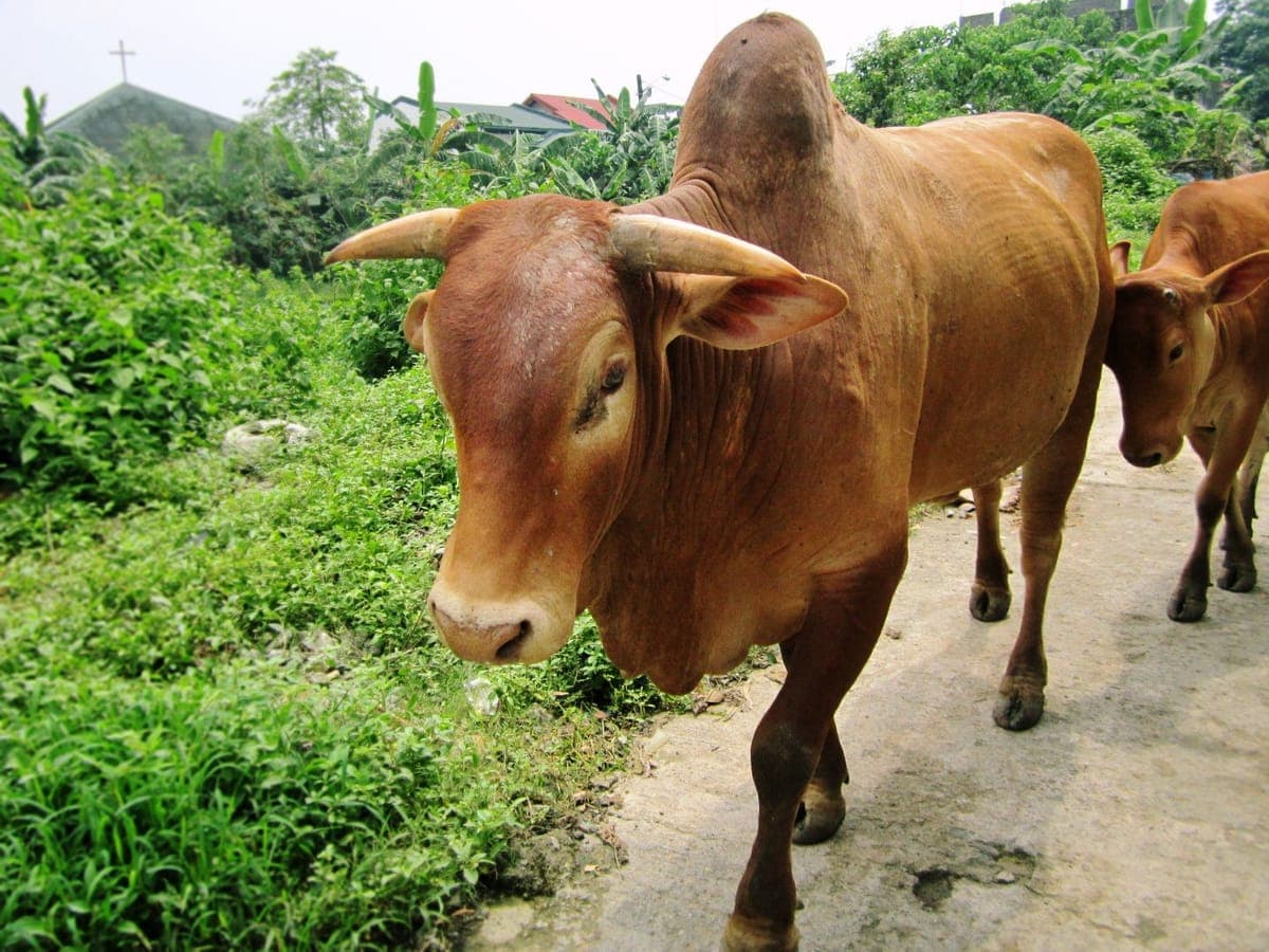 Ongole Cow — 2nd Lactation, A2 Milk, Guntur
