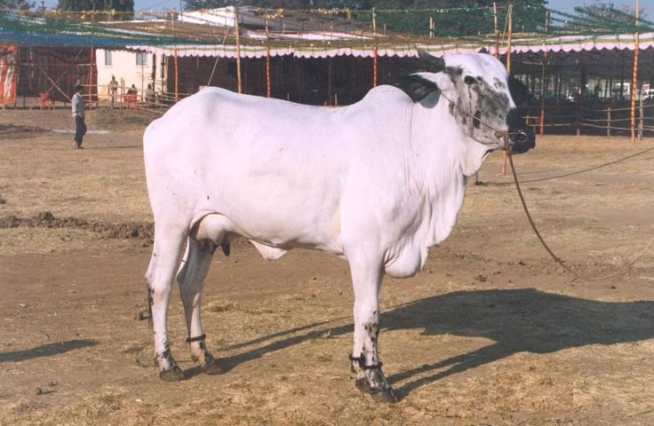 Deoni cow — Maharashtra