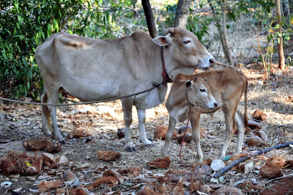 Kasaragod Dwarf cow — Kerala