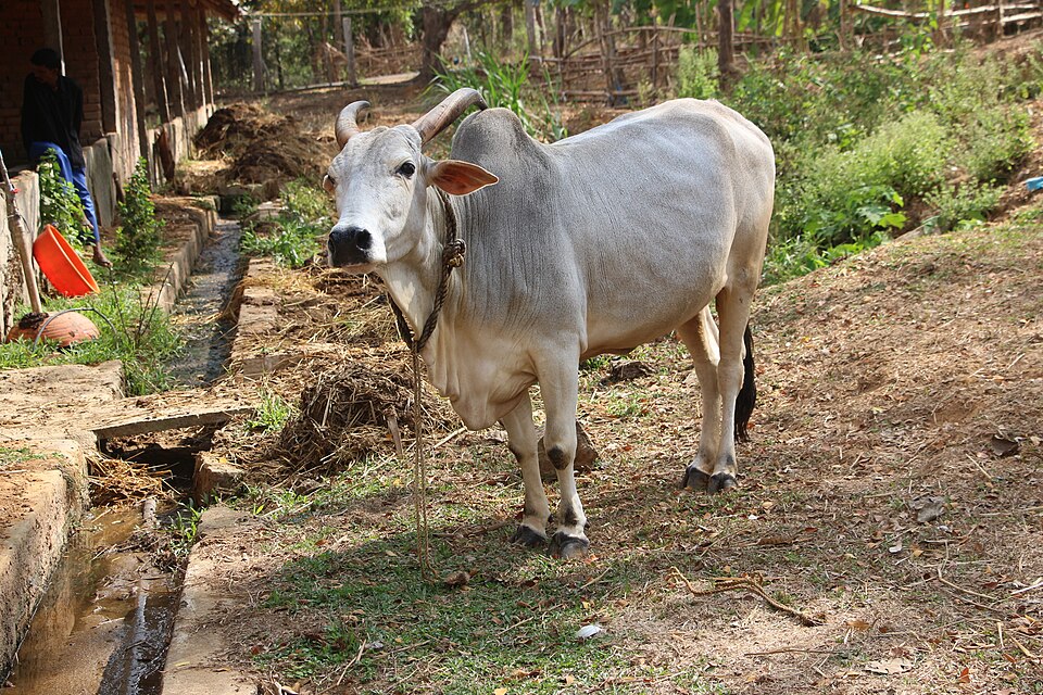 Krishna Valley cow — Karnataka