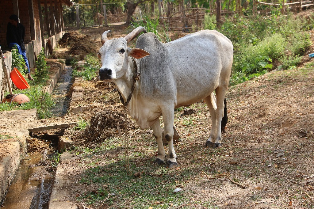 Nagori cow — Rajasthan