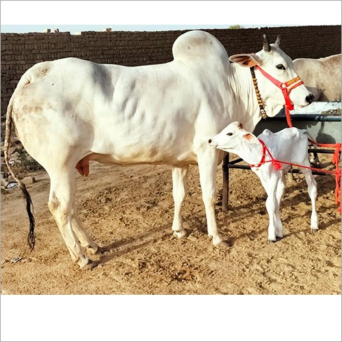 Ongole cow — Andhra Pradesh