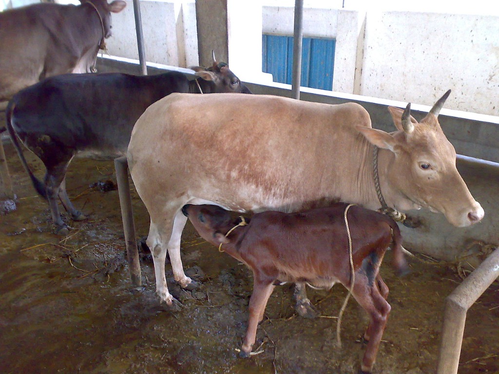 Vechur cow — Kerala